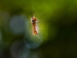Japanese gypsy moth caterpillar hanging from silk thread 1