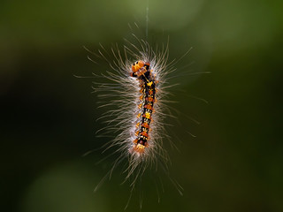 Japanese gypsy moth caterpillar hanging from silk thread 2