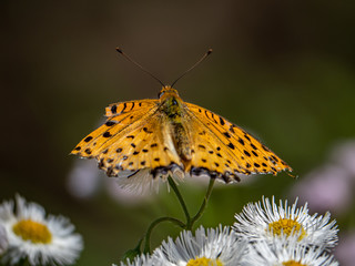 tropical fritillary butterfly on white daisies 3