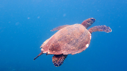 Hawksbill sea turtle in clear blue water