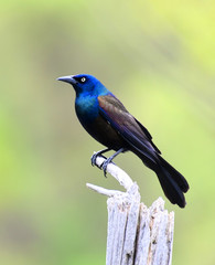 common grackle standing on the dried tree branch