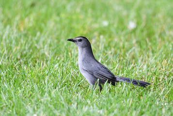 gray catbird in the green meadow