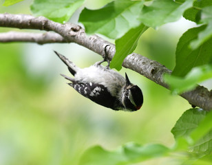 downy woodpecker searching pest on the tree branch