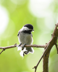 black capped chickadee bird on the tree branch