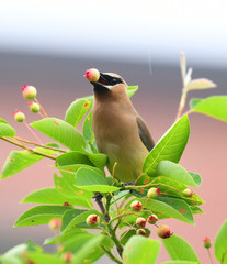 cedar waxing bird eating fruit on the tree