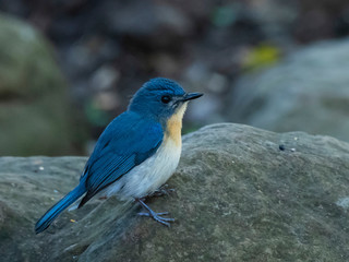 Tickell's Blue Flycatcher (Cyornis tickelliae) race 