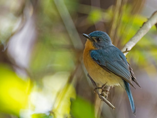 Tickell's Blue Flycatcher (Cyornis tickelliae) race 