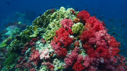 Naklejka na ściany i meble Colorful soft coral in underwater and school of fishes. Lipe, Thailand