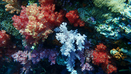 Fototapeta na wymiar Beautiful white and orange soft coral and school of fishes. Lipe, Thailand