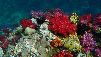 A beautiful Colourful soft corals, hard coral, anemone and marine in Koh Lipe, Thailand