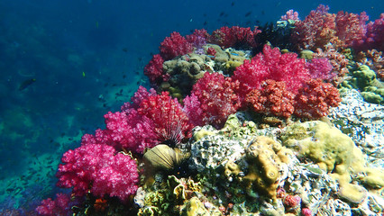Fototapeta na wymiar A beautiful Colourful soft corals and marine in Koh Lipe, Thailand