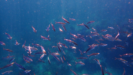 Fototapeta na wymiar School of fish with blue water background. Lipe, Thailand
