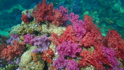 Naklejka na ściany i meble Colorful tropical coral reef and marine in Koh Lipe, Thailand 