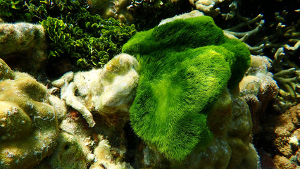 An ocean underwater reef with Seagrass on the hard coral. Lipe, Thailand