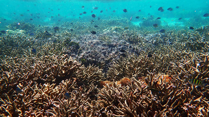 School of fishes swarm over a patch of staghorn corals reef. Lipe, Thailand 