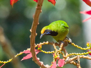 Golden-fronted Leafbird (Chloropsis aurifrons) race 