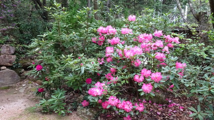 豪華に開花！シャクナゲ！