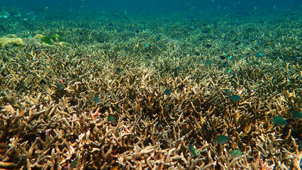 School of fishes swarm over a patch of staghorn coral reef. Lipe, Thailand