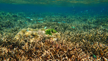 School of fishes swarm over a patch of staghorn corals reef. Lipe, Thailand