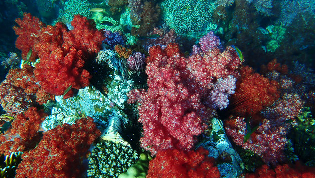 By Waranya Sawasdee Royalty-free stock photo ID: 1405489631 A beautiful Colourful soft corals in Koh Lipe, Thailand