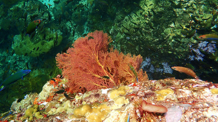 Beautiful Seafan on hard coral and marine life in Lipe Island, Thailand