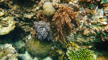 Fototapeta na wymiar Lush Soft Corals with clear blue background on wreck of Lipe, Thailand