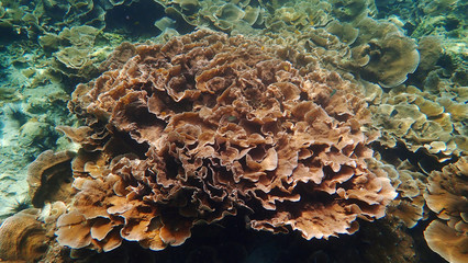 Naklejka na ściany i meble Beautiful Leaf coral reef with Free Divers in the background. Lipe Island, Thailand