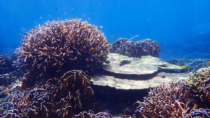 Naklejka na ściany i meble Table Coral and Staghorn coral on tropical coral reef at Nakinyo Island, Myanmar
