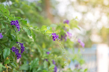 Little purple flowers in the green garden at afternoon