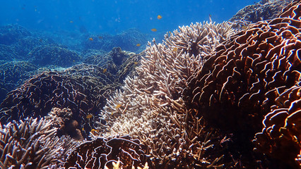 Naklejka na ściany i meble Staghorn coral and Hard Coral on tropical coral reef at Nakinyo Island, Myanmar