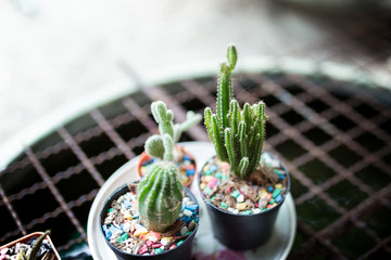 Picture of the little cactus plant in flowerpot
