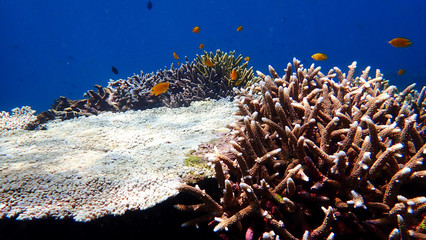 Fototapeta na wymiar Close up Tropical Reef seascape with staghorn Corals at Nakinya Island, Myanmar