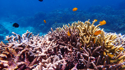 Fototapeta na wymiar Beautiful underwater coral reef landscape in Nakinya Island, Myanmar