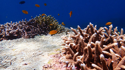 Fototapeta na wymiar Close up Tropical Reef seascape with stag horn Corals at Nakinya Island, Myanmar