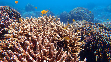 Fototapeta na wymiar Coral Reef Seascape with Hard Corals in Nakinyo Island, Myanmar