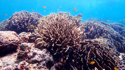 Naklejka na ściany i meble Coral Reef seascape with Hard Corals in Nakinyo Island, Myanmar