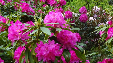 豪華に開花！シャクナゲ！