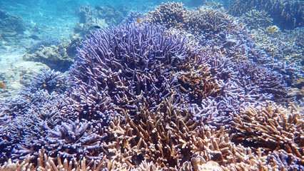 Tropical Blue Coral Reef seascape with Hard Corals in Nakinyo Island, Myanmar
