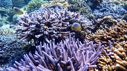 Fototapeta na wymiar Blue Coral Reef and Emperor angelfish in Nakinyo Island, Myanmar