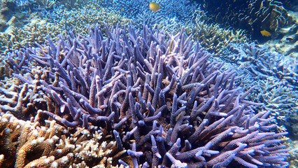 Naklejka na ściany i meble Blue Coral Reef in Nakinyo Island, Myanmar