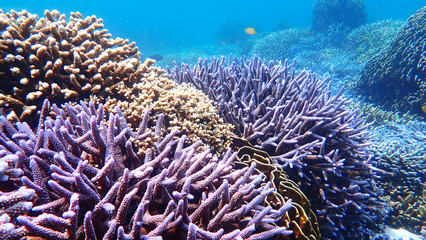 Underwater life in the ocean. Blue Coral Reef with Hard Corals. Landscape in Nakinyo Island, Myanmar © Waranya