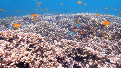 Fototapeta na wymiar Staghorn coral are a group of marine in Nyaungoopee Island, Myanmar 