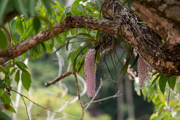 Rhynchostylis retusa (L.) Blume, Beautiful orchid flower.