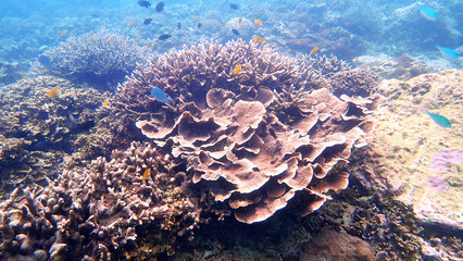 Fototapeta na wymiar Staghorn coral and Leaf Coral are a group of marine in Nyaungoopee Island, Myanmar