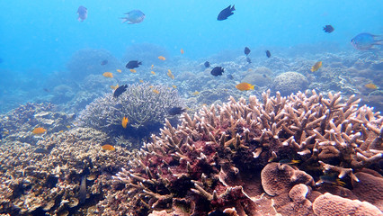 Coral Reef and Tropical Fish in clean water. Nyaungoopee Island, Myanmar