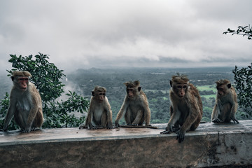 beautiful view on monkey family which seating on the rock in sigirya with forest of background, sri lanka