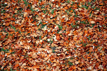 Fallen leaves