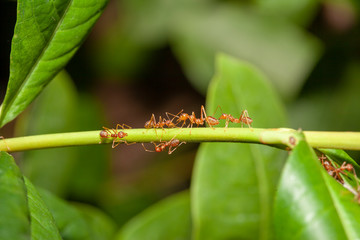 Close up red ant on  stick tree in nature at thailand