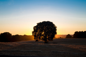 Isolated olive tree with a sunset light background