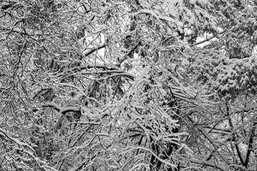Heavy Winter Snow on Trees. Trees after a big snow storm in New England. Weighted down, cold, silent, peaceful.